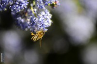 /album/macro/a0026359-ok-jpg/